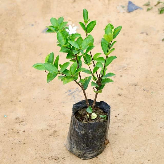 Wrightia plant on a sandy surface Buy Indoor Plants in Gurgaon haryali: Free Next-Day Delivery