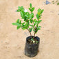 Wrightia plant on a sandy surface Buy Indoor Plants in Gurgaon haryali: Free Next-Day Delivery