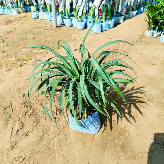 Yucca Green plant on a sandy ground with other plants and pots in the  Buy Indoor Plants in Gurgaon haryali: Free Next-Day Delivery background