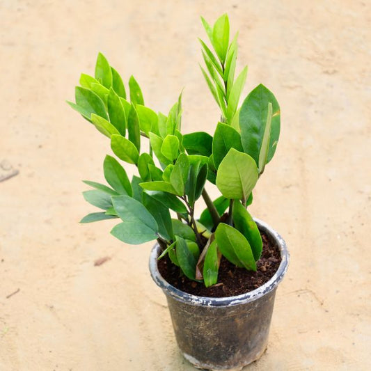 Zz Plants with Nursery Black Pot Online Plants in gurgaon 