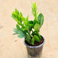 Zz Plants with Nursery Black Pot Online Plants in gurgaon 
