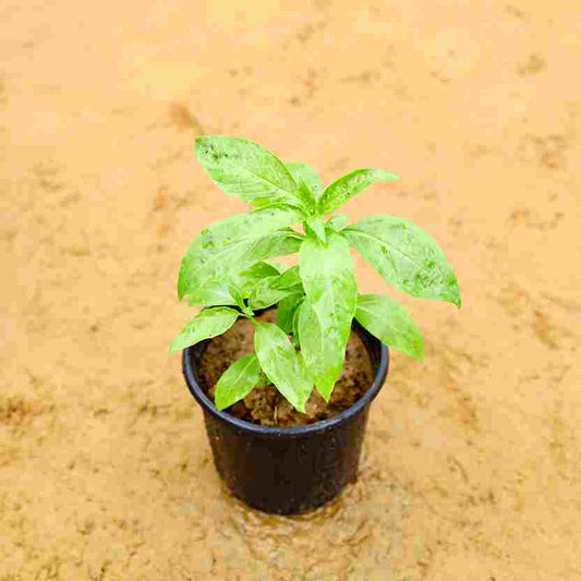 Basil In 6 Inch Nursery Pot