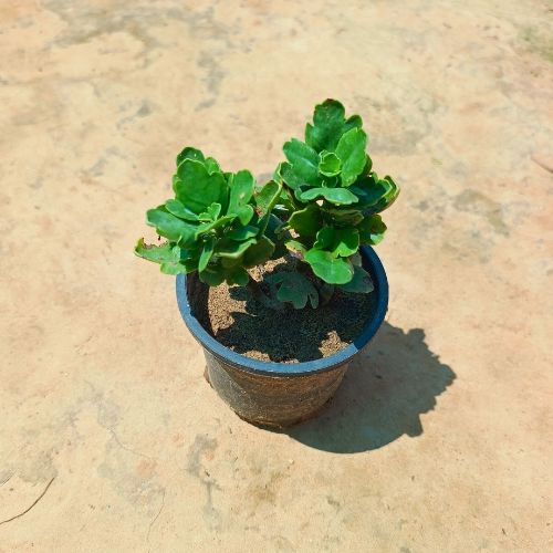 kalanchoe Any Color In 4 Inch Nursery Bag