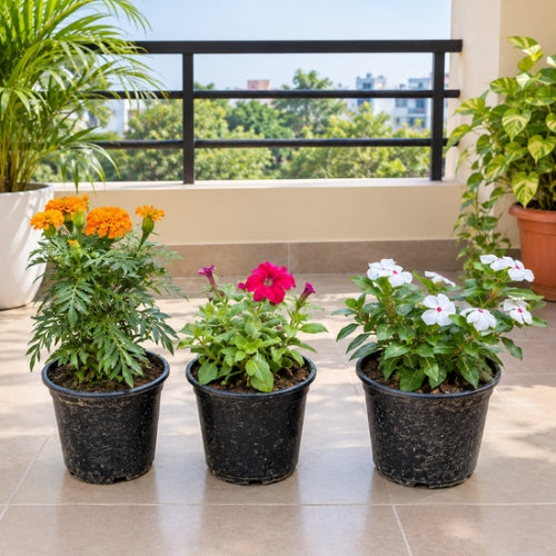 Set of 3 Winter Queen Marigold, Petunia,Sadabahar In 6 Inch Nursary Pot