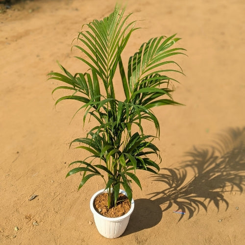 Areca Plam In 8 Inch White Classic Pot