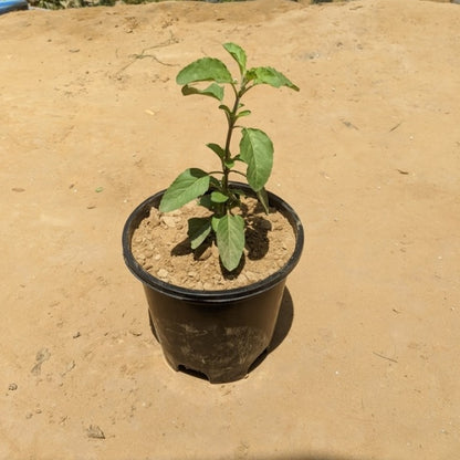 Tulsi Plant In 5 Inch Nursery Pot