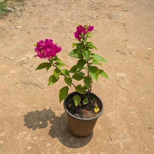 Bougainvillea Any colour In 6  Inch Nursary Pot