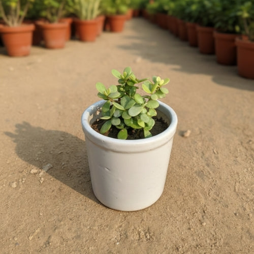 Lucky Jade Plant In 4 Inch White Ceramic Pot