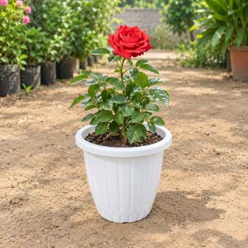 English Rose Any Colour in 8 inch White Plastic Pot