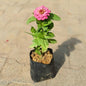 Zinnia In 4 Inch Nursery Bag