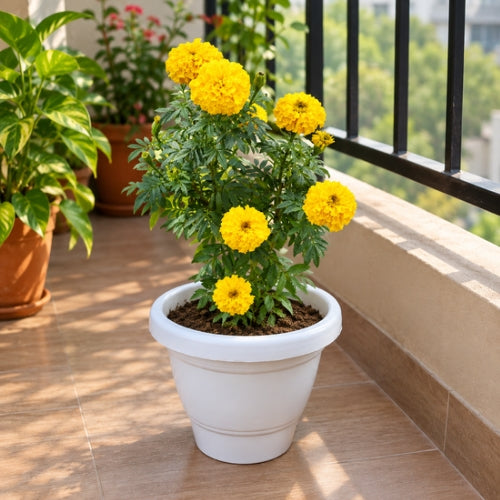 Marigold In 6 Inch White Classic Pot