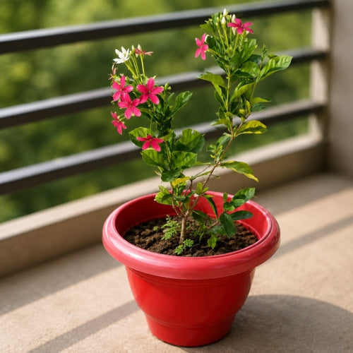 Madhumalti Dwarf In 8 Inch Classic Red Pot