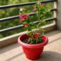 Madhumalti Dwarf In 8 Inch Classic Red Pot