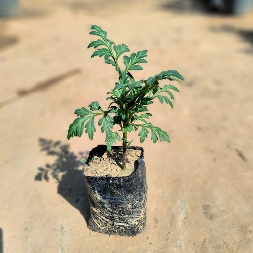 Cosmos Any Colour In 4 Inch Nursery Bag