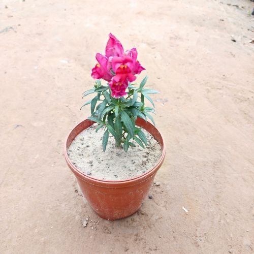 Doge Flower Any Colour In 5 Inch Nursery Pot