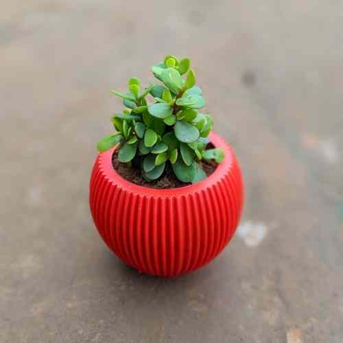 Lucky Jade In 4 Inch Red Round shape premium Plastic Pot