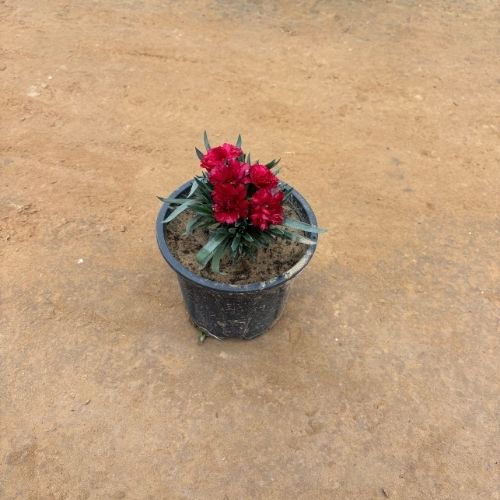Carnation In 6 Inch Nursery Pot