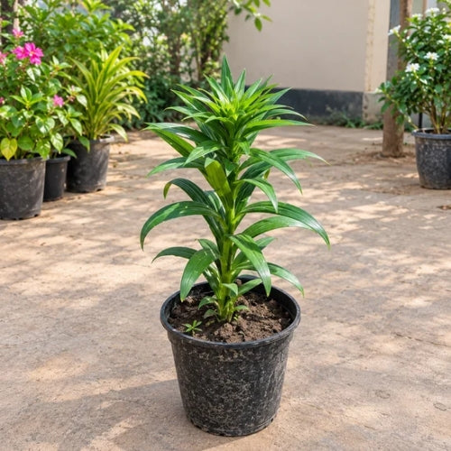 Asiatic Lily Any Colour In 6 Inch Nursary Pot