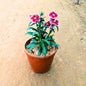 Dianthus Any Colour In 5 Inch Nursery Pot