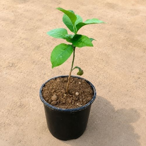 Bel Pathar In 5 Inch Live Plant Nursery Pot