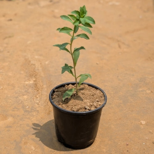 Stevia in 5 Inch Nursary Pot