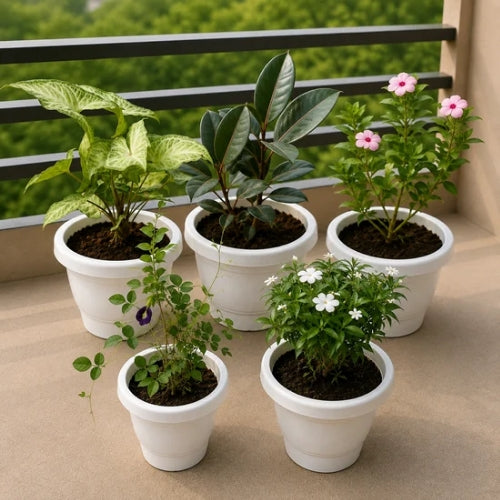 Balcony Set Of 5 Syngonium, Sadabahar, Rubber Plant, Chandni, Aprajita In 8 Inch White Pot
