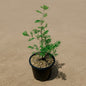 Shami Plant In 6 Inch Nursery Pot