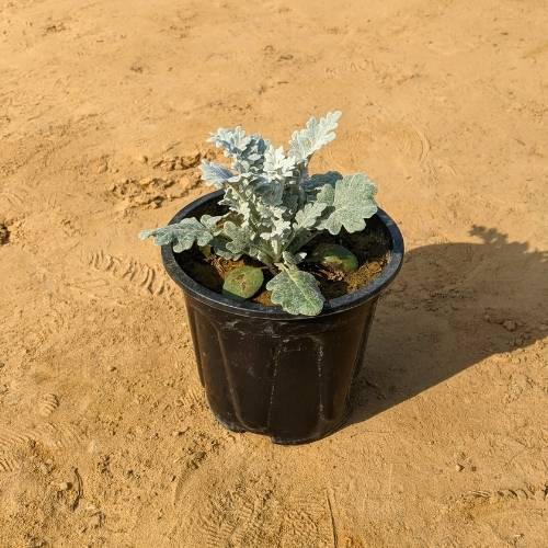 Silver Ragwort In 6 Inch Nursery Pot
