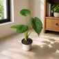 Alocasia Black In 4 Inch Nursary Pot