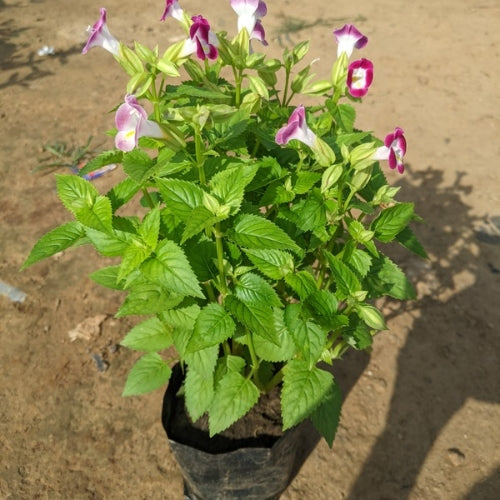 Torenia Flowers Plants In 4 Inch Nursery Bag