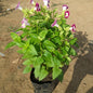 Torenia Flowers Plants In 4 Inch Nursery Bag