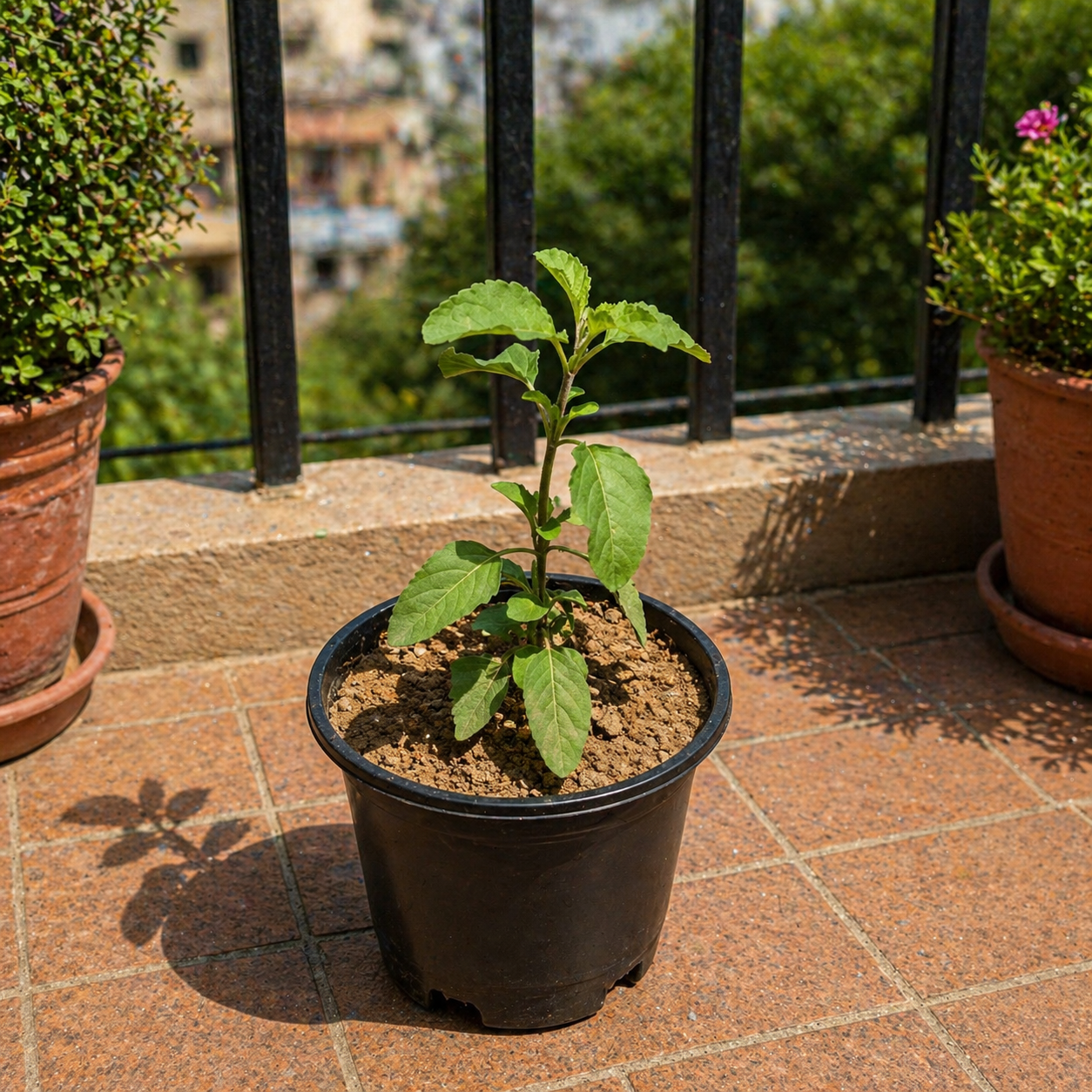 Tulsi Plant In 5 Inch Nursery Pot
