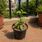 Tulsi Plant In 5 Inch Nursery Pot