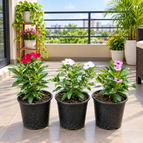 Set of 3 Sadabahar (Any Colour) In 6 Inch Nursary Pot