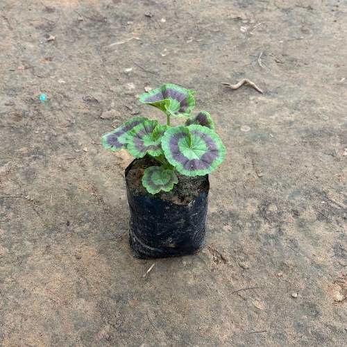 Geranium Flower Plant Any colour in 4  In Nursery Bag