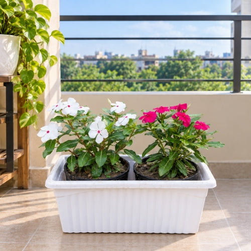 Sadabahar/Periwinkle Any Colour In 15 × 6 Rectangle White Pot