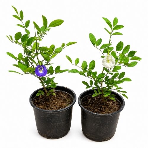 Set Of 2 Aprajita Blue And White In 6 Inch Nursery Pot