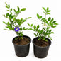 Set Of 2 Aprajita Blue And White In 6 Inch Nursery Pot