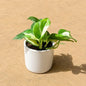 Variegated N'Joy Money Plant In 4 Inch white Round Ceramic Pot