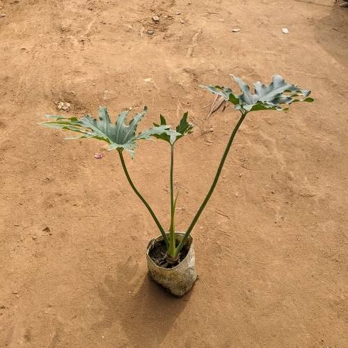 Selloum In 4 Inch Nursery Bag