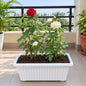 English Rose Any Colour In 15 × 6 Rectangle White Pot
