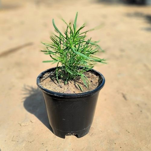 Kochia | Summer Cypress In 6 Inch Nursery Pot