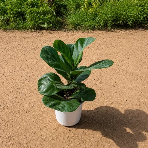 Fiddle Leaf Fig In 4 Inch Nursery Pot