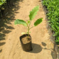 Brinjal Plant in 4 Inch Nursery Bag