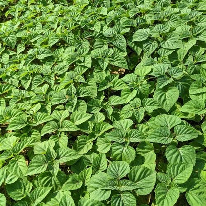 Set of 3 Salvia Flower Plant In 4 Inch Nursery Bag