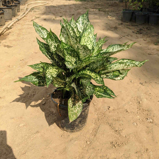 Snow White in 8 Inch Nursery Pot