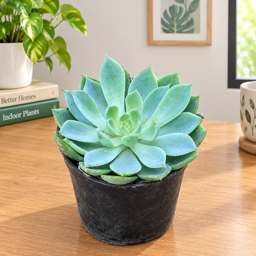 Echeveria Elegans Succulent In 3 Inch Nursary Pot