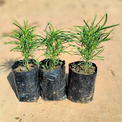 Set of 3 Kochia | Summer Cypress In 4 Inch Nursery Bag