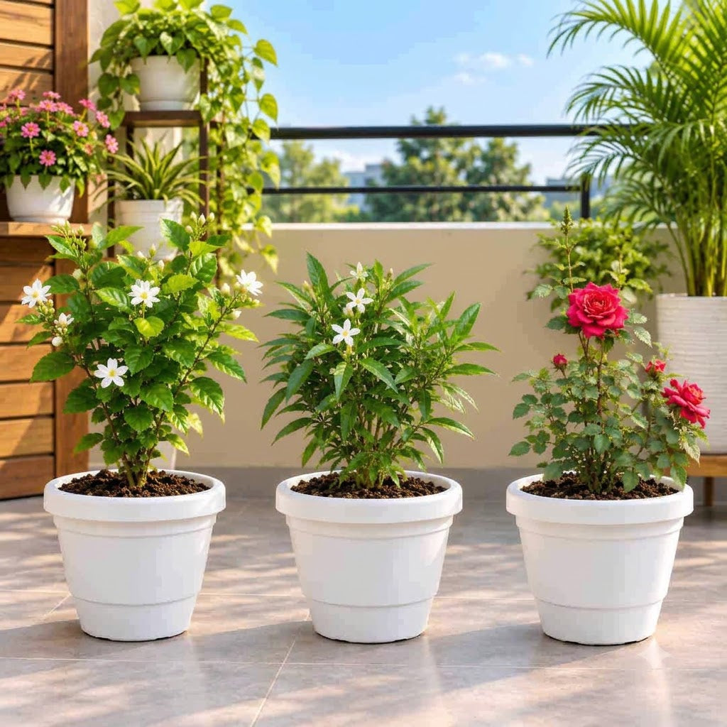 Set of 3 Mogra (Jamine), Chandni Dwarf and Kashmiri Rose in 8 inch White Plastic Pot
