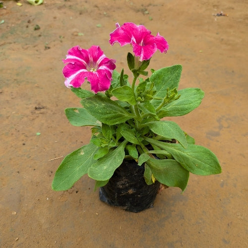 Petunia Any Colour In 4 Inch Nursary Bag